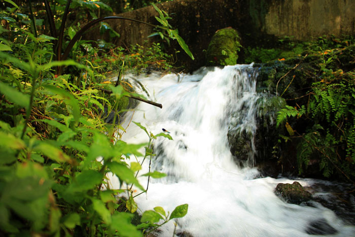 Upper Malamig Spring