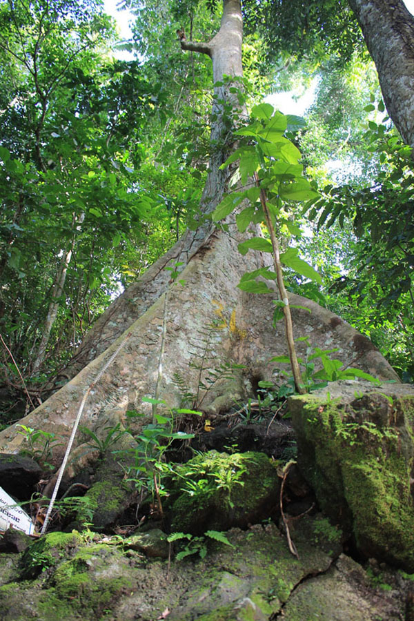 Malabanban Spring - Dao Tree